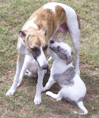 Shawthing whippets sales