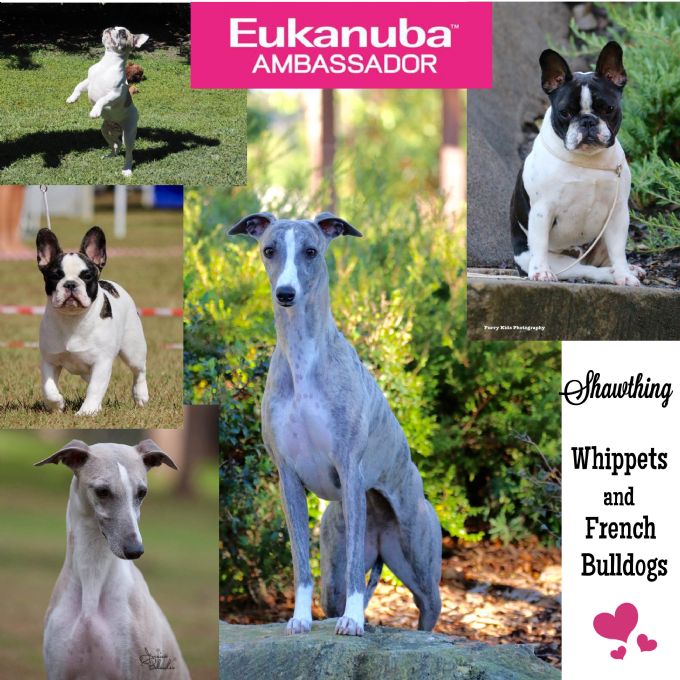 Dogzonline whippet sales